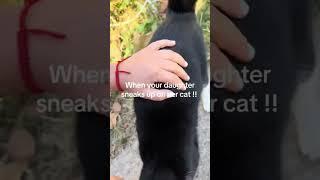 Funny Reactions of Cats Being Scared