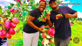 How They’re Growing Money On Trees Deep In Rural!  Wambugu Apples In Zimbabwe 