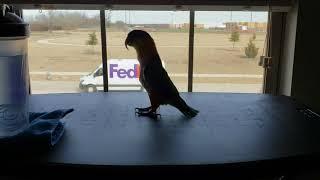 Izzy, the Caique, just hopping around in a silhouette!!