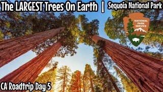 We Saw the LARGEST Trees on EARTH | Sequoia National Park (2022)