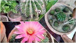 cactus pups || cactus pups propagation | cactus pups care | cactus propagation | cactus pups removal