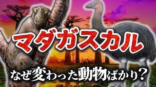 【ゆっくり解説】巨大なキツネザルに飛べない鳥類  固有種の宝庫マダガスカル