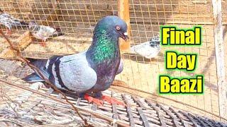 Bhai Khalid Ki Baazi Ka Final Day || Kabootero Ki Baazi || Pigeons Club