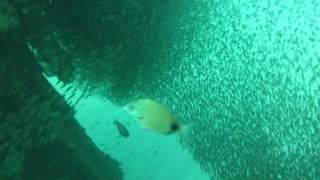 Shoaling fish on shipwreck Nebo that sank in1884