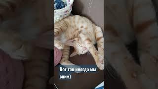 Проша хочет спать)