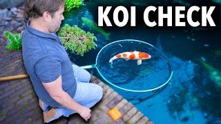 Koi Pond Tour and Fish Check (Great House  and Garden )