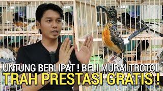 NO HOAX ! APA NGGAK RUGI BOS !..MURAI BATU BUAT GRATIS SETIAP BULAN DI BOWO MURAI JELAMBAR