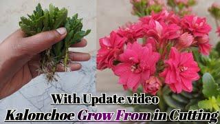 How to Grow Kalonchoe From Cutting | How to Cutting Propagate In Home | Grow in Pot