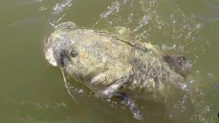 Fishing Rock Piles For BIG Flathead Catfish