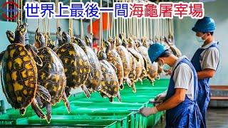 [生物放大鏡] 世界上最後一間海龜屠宰場!? | 碰一下損失30萬的生物 | 被海龜守護的龜島