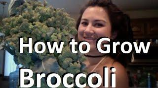 How to Grow Broccoli - Complete Growing Guide