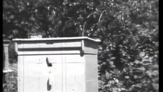 Методы содержания и разведения пчел. Часть1 из 3.
