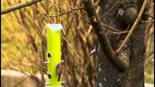 Bird Feeder Fun