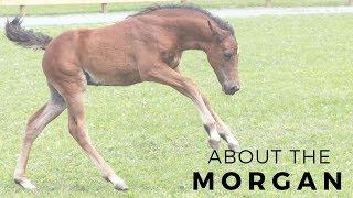 About the Morgan Horse