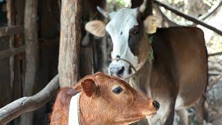 A Cow for Wangmo! How a NY Subscriber’s Kindness Transformed Her Life 