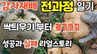 감자재배 일자별 전과정 리얼일기 감자재배총정리 감자재배(#씨감자싹틔우기 #감자심는방법 #감자순지르기 #감자북주기 #감자추비하기 #감자물주기)