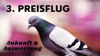 Brieftauben: 3. Preisflug - Ankunft und Auswertung