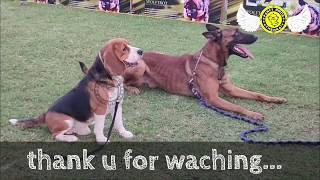 International Dog Show Chennai | YMCA Ground | 2020 | fancy birds chennai