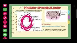 Tooth development part l (HUE) DR/ MOSTAFA ATTIA