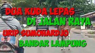 Dua kuda lepas di Jalan Urip Sumoharjo Bandar Lampung.