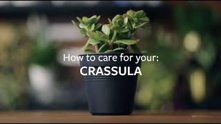 How to care for your Crassula | Grow at Home | RHS