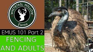 EMUS 101 Part 2: Fencing and Adults