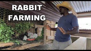 RABBIT FARMING our New Project 2024, We are changing home land