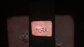 "A Protein Primer", 16mm Film, 1971