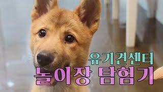 유기견센터의 놀이장 탐험기!