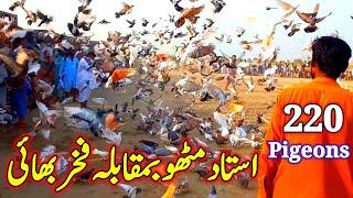 Ustad Mittu Ba Muqabla Fakhar Bhai | 220 pigeon competition | Pigeon flying video from pakistan