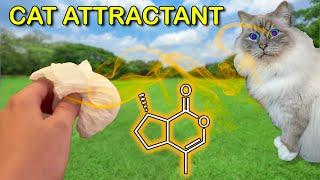 Making Cat Attractant (Nepetalactone)