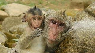 Update daily life monkey Jane and baby janet | Monkey Jane, Monkey Janet