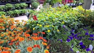 Nicks Garden Center & Farm Market - Flowers