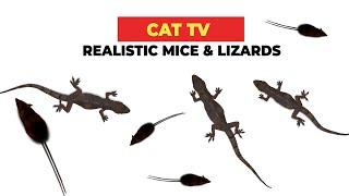 REALISTIC CAT GAME FOR CATS  Realistic Mice and Lizards for Cats to Watch