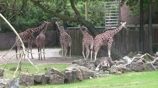 Diergaarde Blijdorp Zoo Rotterdam