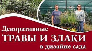 Декоративные травы и злаки в дизайне сада