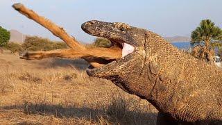 How long does it take for the Komodo dragon to digest this animal?