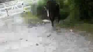 A caballo
