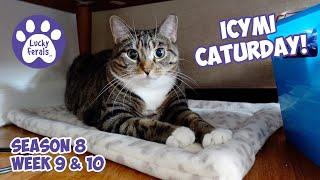 ICYMI Caturday! Lucky Ferals Season 8 Weeks 9 & 10 - Cat Vlog