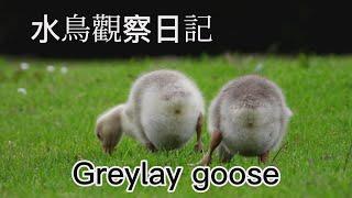 Waterfowl Observation Diary - Greylay Goose ( Video Filmed by YANG Edwin )