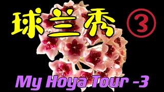 我的球兰秀 第三部分 My Hoya Tour - Part three  208