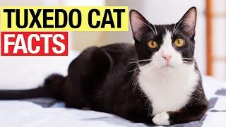13 Amazing Facts about Tuxedo Cats