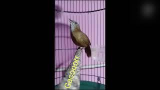 BURUNG WAMBI MINI KW GACOR  2024 #kicaumania #birds #wambigacor #burung #burungindonesia