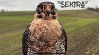 FALCONRY - “Peregrine falcon phenomenal comeback in mallard hunting”