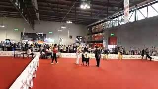 World dog show Milano 2015