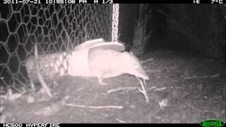 Southern Brown Bandicoot Spotting