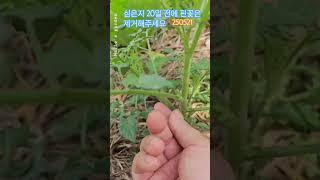 토마토 심은지 20일후 첫꽃이 피면 곁순을 제거합니다 #토마토재배 #곁순제거#토마토