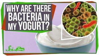 Why Are There Bacteria In My Yogurt?