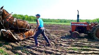 A DISASTER CAUGHT ON CAMERA // Draft Horse Pileup!!!