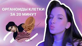 ОРГАНОИДЫ КЛЕТКИ ЗА 20 МИНУТ | ЕГЭ |  biowithbear